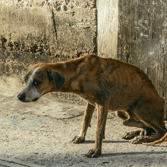 10 signs of animal cruelty and what to do about it