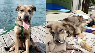 Dog Attacked on Deck by Seal Near Sea