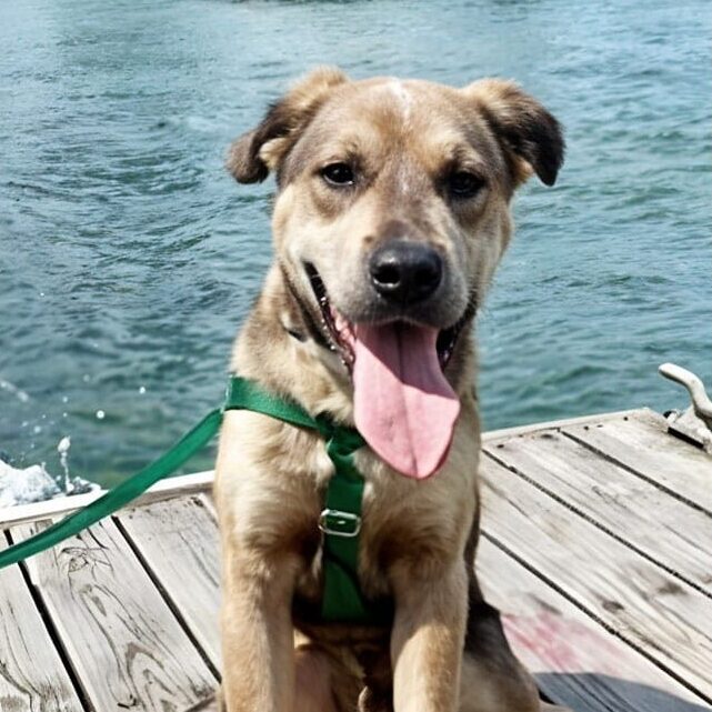 Dog Attacked on Deck by Seal Near Sea