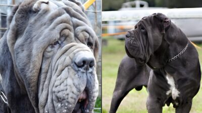 Neapolitan Mastiffs Are Dangerous: 7 Key Reasons Why