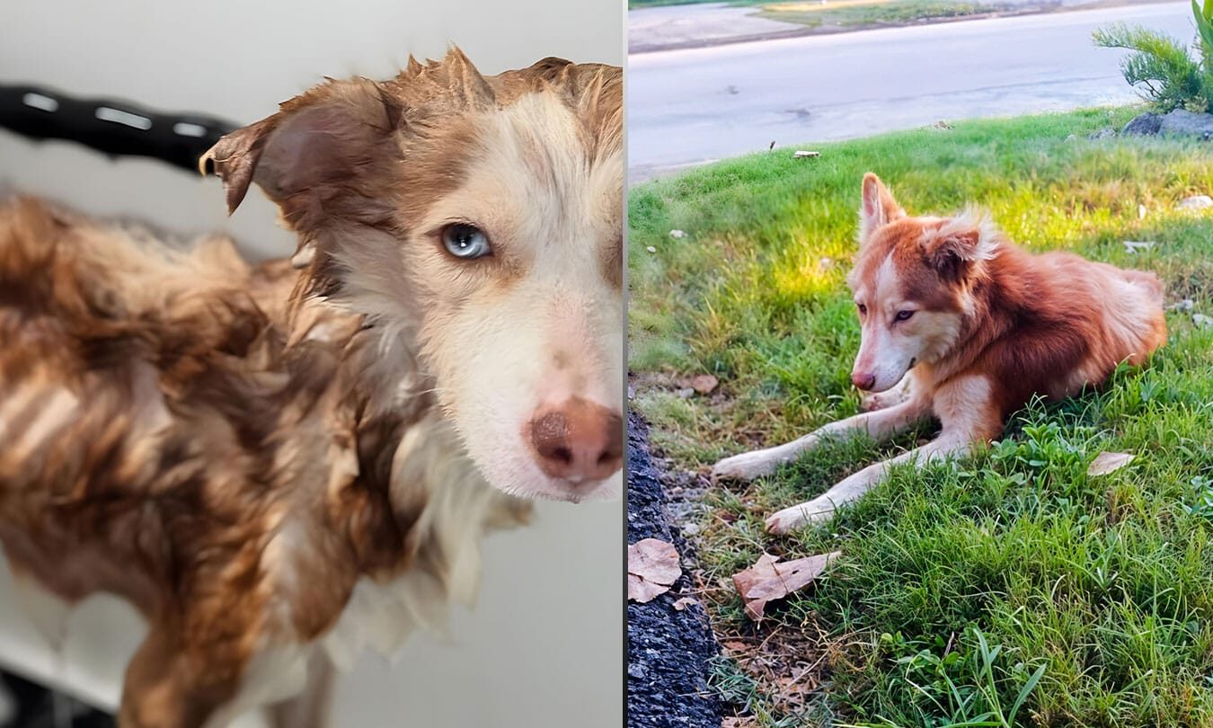 Dog Waits for Owner Who Passed Away