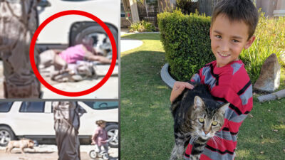 The Hero Cat That Saved a Boy from Danger