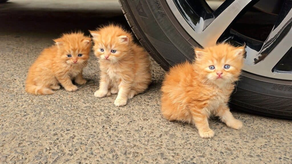 3 stray kittens refused to leave the girl s car. When she found out the reason, she was speechless.