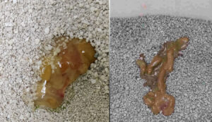 Beware if Your Cat poop looks like this