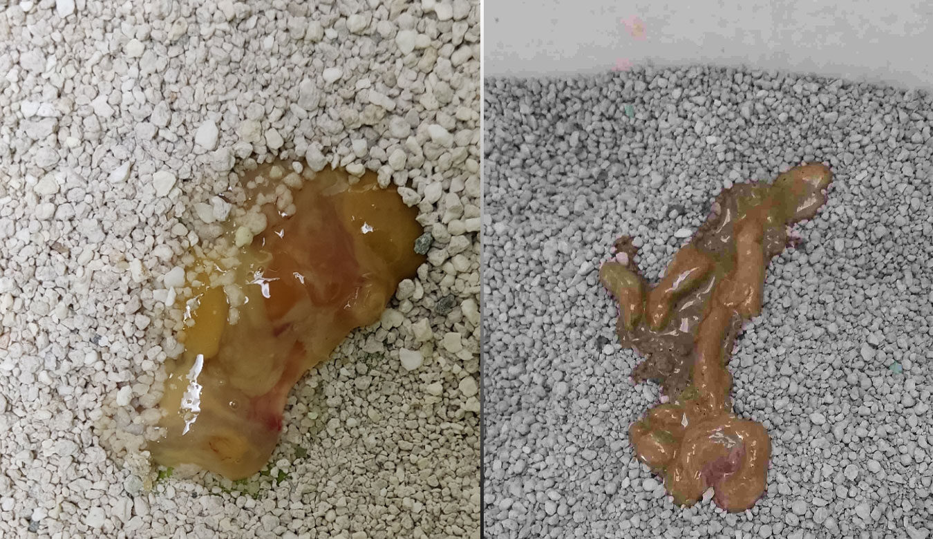 Beware if Your Cat poop looks like this