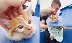 Rescued from the Dumpster - The Heartwarming Tale of a Cat's Survival