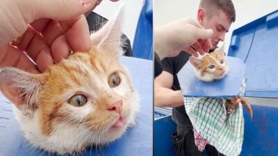 Rescued from the Dumpster - The Heartwarming Tale of a Cat's Survival