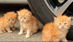 Three Kittens Rescue: A Woman’s Help After Their Mother Was Injured