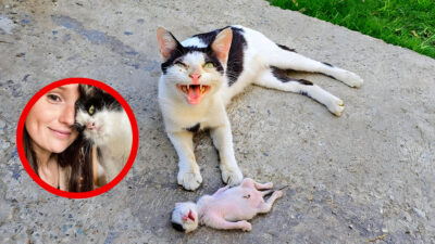 A Mother Cat Brings Her Dying Kitten to a Woman's Doorstep