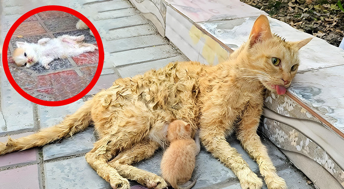 Man Saves Dying Cat and Her Kittens, Leading to a Beautiful Journey of Recovery and Care