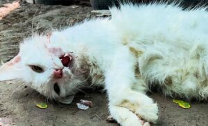 The Desperate Struggle of a Cat After Eating Poison