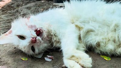 The Desperate Struggle of a Cat After Eating Poison