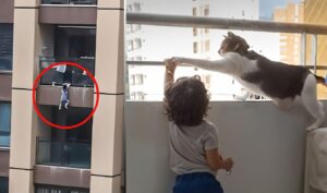 Hero Cat Saves Toddler from Falling Off Balcony