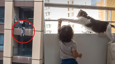 Hero Cat Saves Toddler from Falling Off Balcony