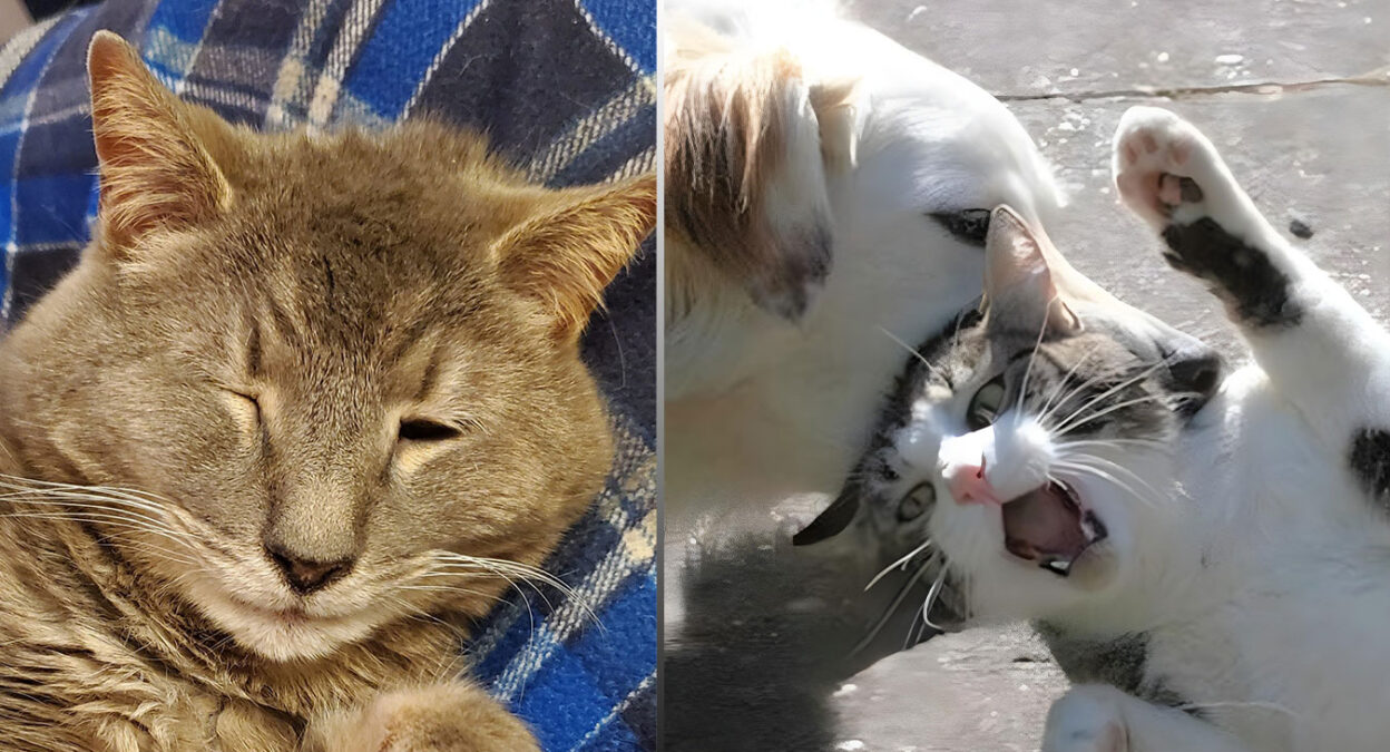 Cat Left Blind After Brutal Dog Attack