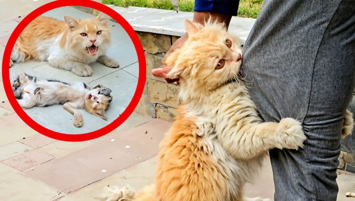 Mother Cat Begs Man to Rescue Her Kittens