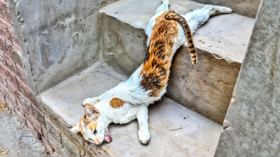 Male Cats Attack Female Cat, Leaving Her Paralyzed