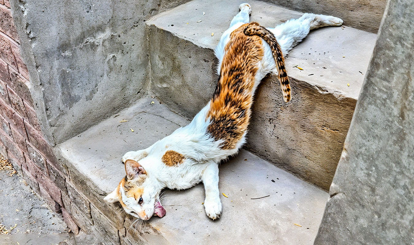 Male Cats Attack Female Cat, Leaving Her Paralyzed