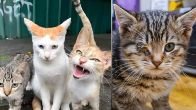 Stray Cats Diseases They Carry: Shocking Truth Revealed