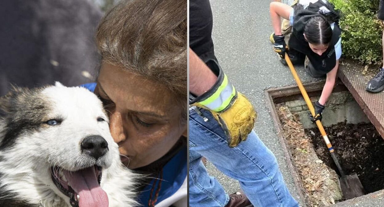 Locals Rescue Dog Stuck in Drain After 25 Days