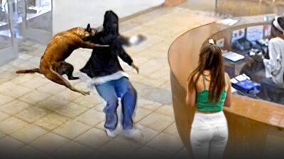 Dog Saves Woman from Robber by Attacking