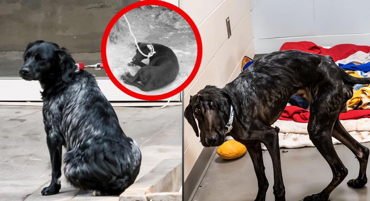 Starved Dog Tied to Tree Found in Critical Condition: A Story of Neglect and Hope