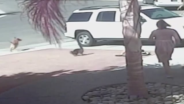 A cat saves a boy from a dog in California