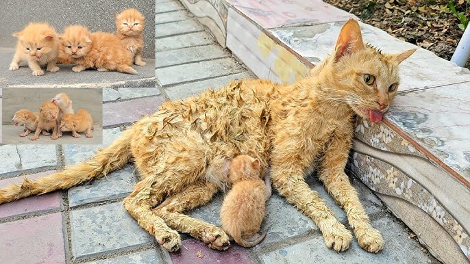 A man helped a dying cat and her kittens. You won t believe what happened next!