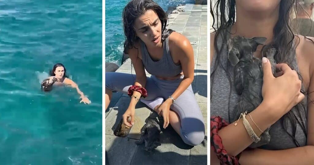 Brave Woman Jumps Into Busy Port to Rescue a Tiny Drowning Kitten