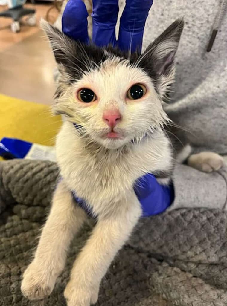 Cat saved from dumpster