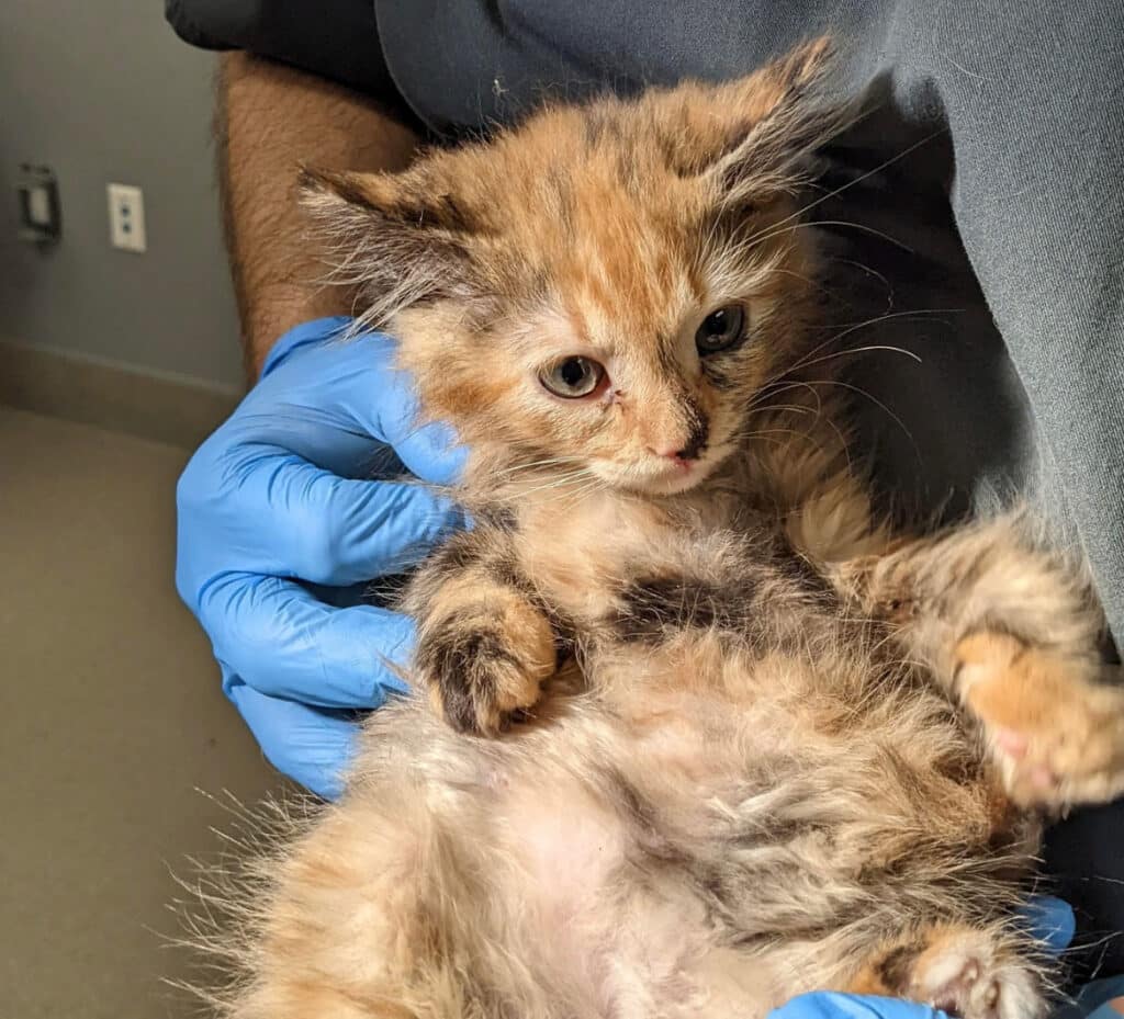 Falcon adopts kitten, saved