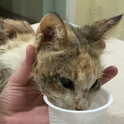 Poor Cat Left To Decompose While She Is Alive Rescue Before And After 2