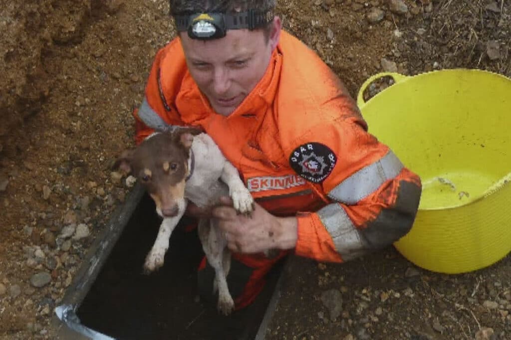 Rescue dog from drain 2