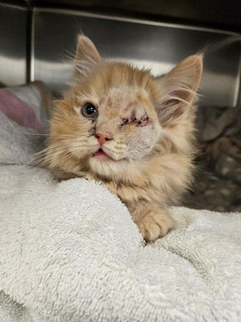 Dog attack leaves cat wounded and blind