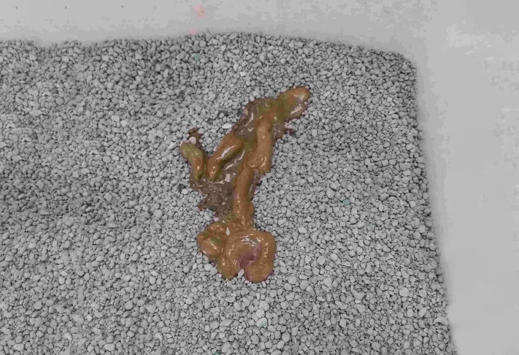 Weird looking Cat’s poop turns liquid