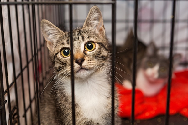 cat in shelter cage