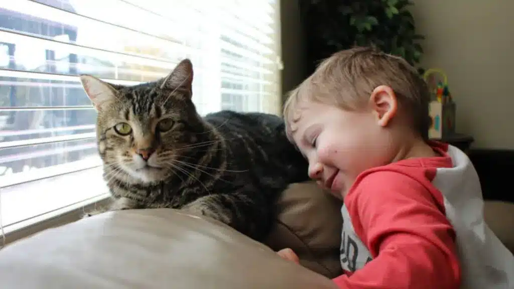 cat saves boy from dog