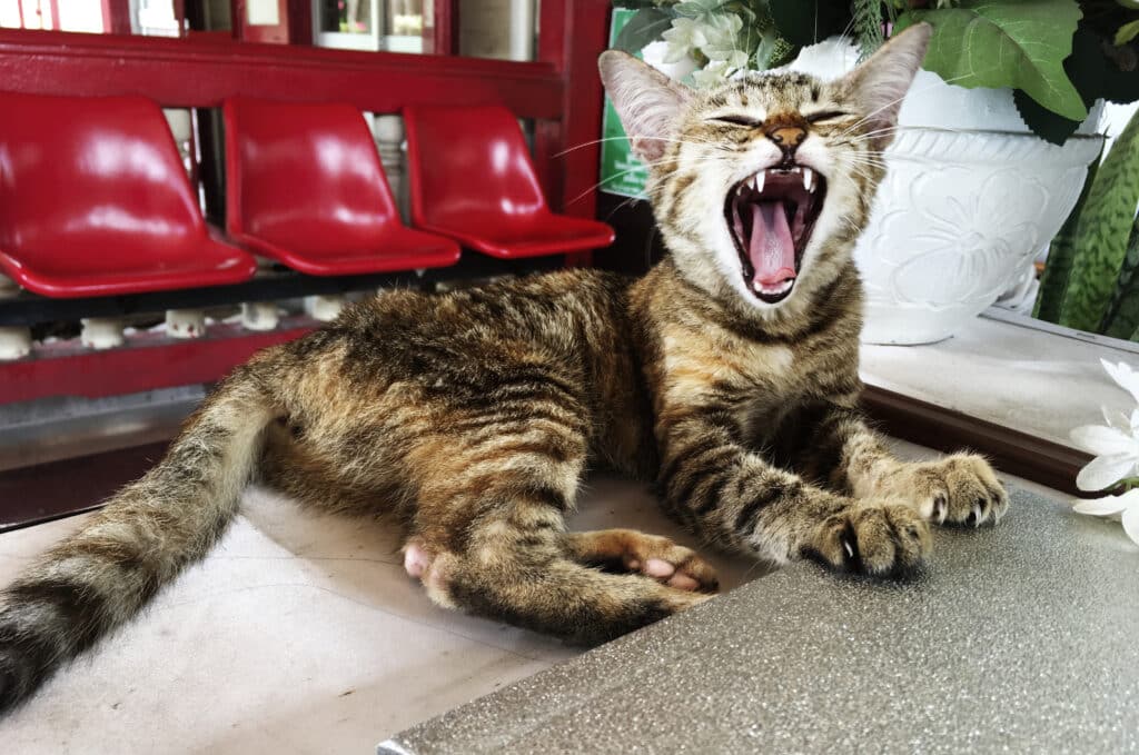 cat yawning