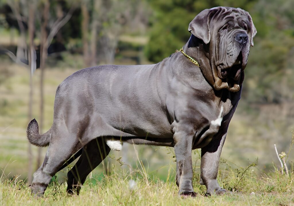 Neapolitan Mastiffs Are Dangerous