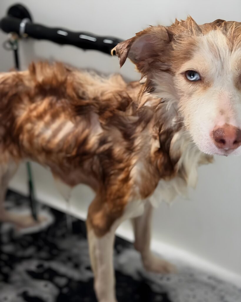 Dog Waits for Owner Who Passed Away