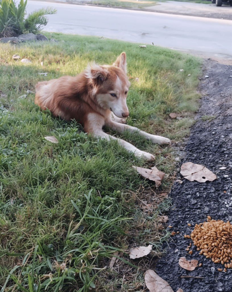 Dog Waits for Owner Who Passed Away