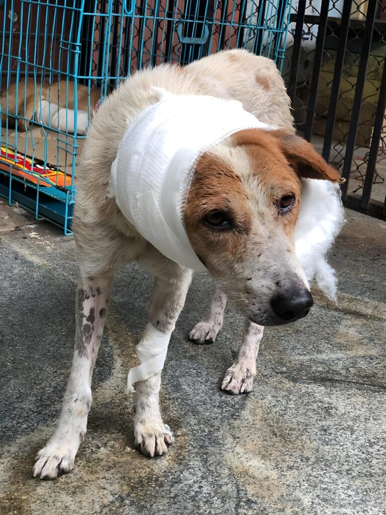 Dog attacked by leopard