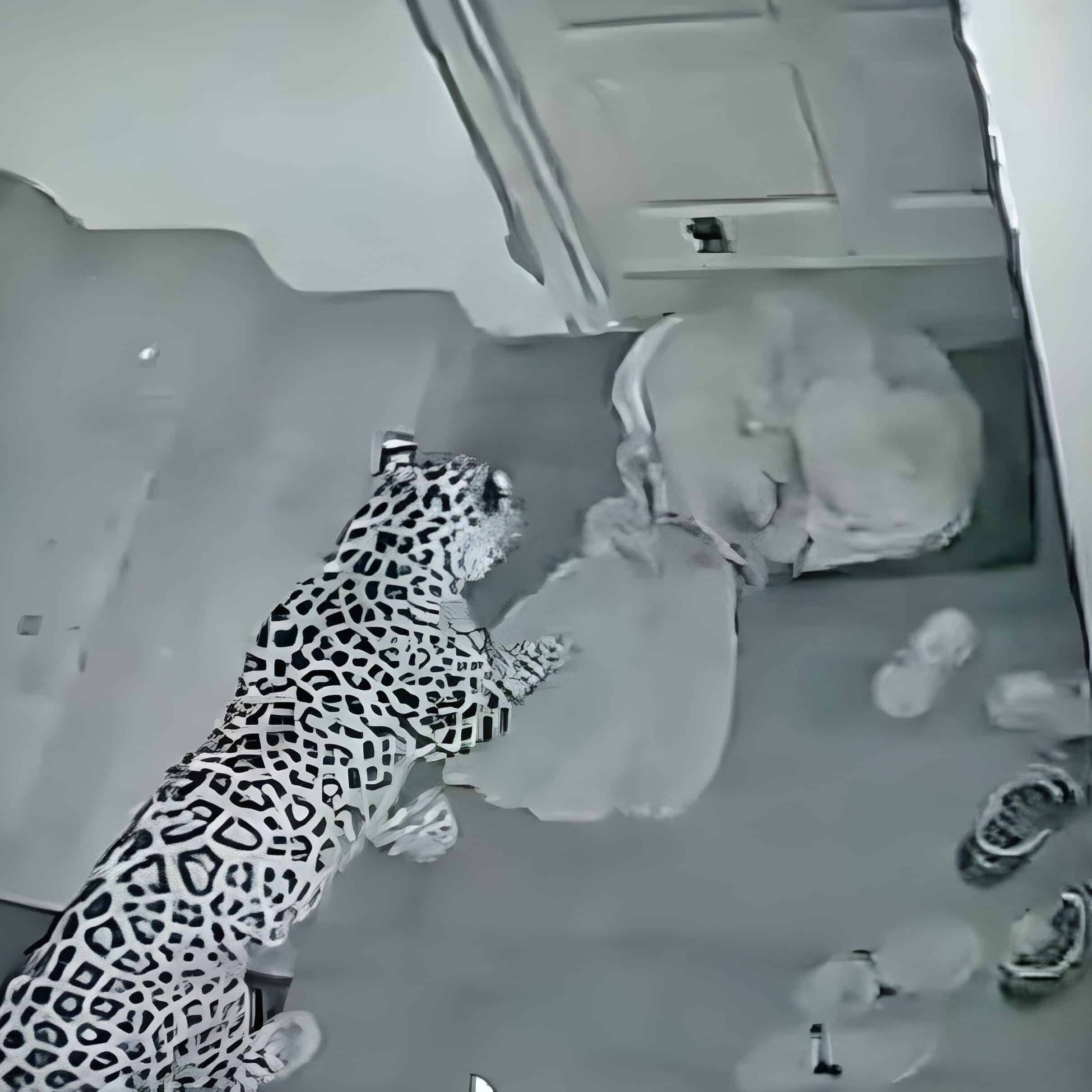 Dog attacked by leopard