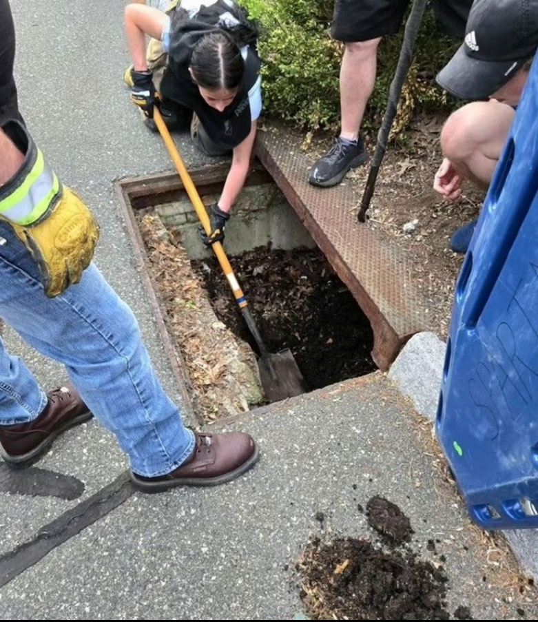 rescue dog from drain