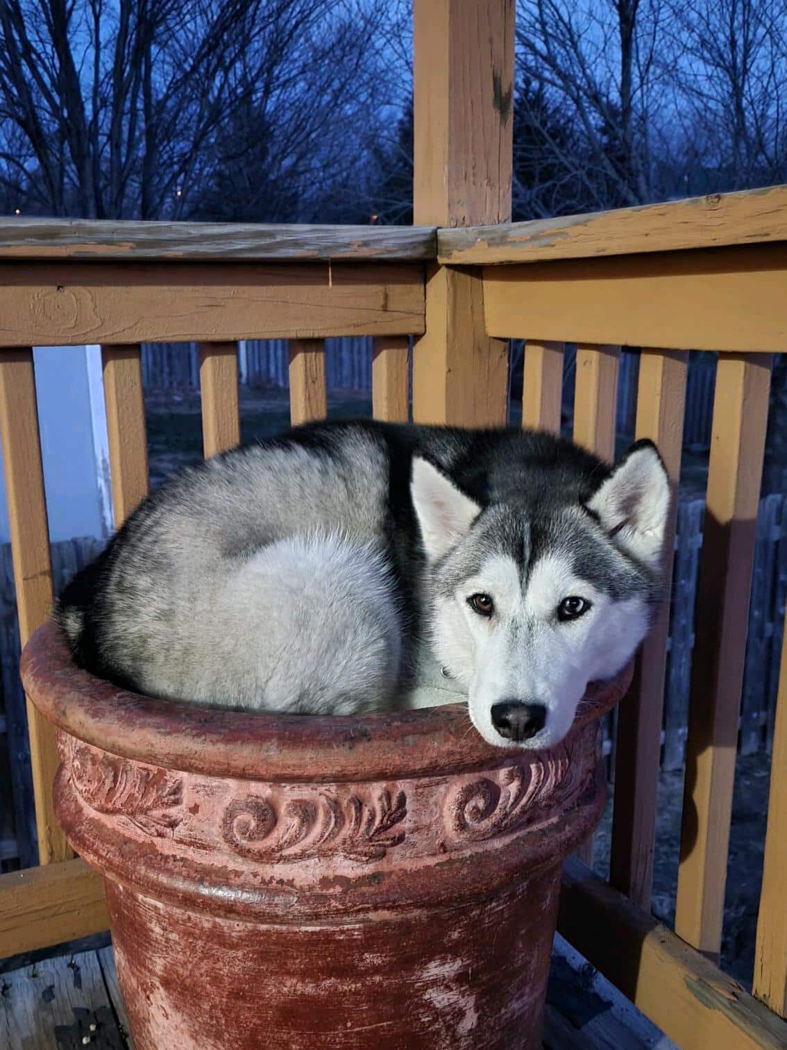 Dog Left in Snow Outside