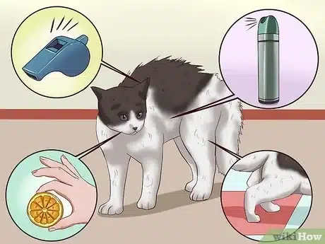 Train a Cat to Stop Doing Almost Anything