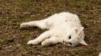 Willow: Special Needs Foster Kitten Thrives with Care