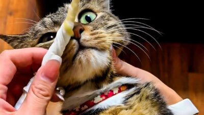 Chronic Rhinitis Affecting This Cat Deeply, A Harmful Disease