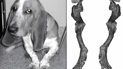 Deformed Dog: A Heartbreaking Story of Struggle and Hope