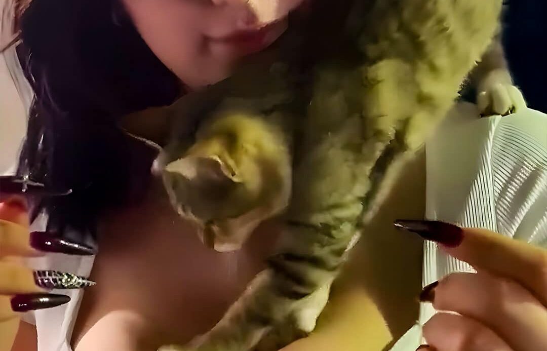 My Cat Loves Playing with My Chest Like Toys!